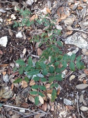 Berberis swaseyi
