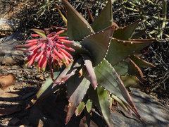 Aloe meyeri