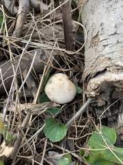 Psilocybe ovoideocystidiata
