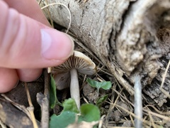 Psilocybe ovoideocystidiata