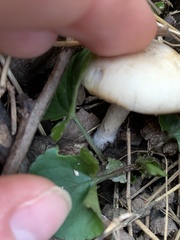 Psilocybe ovoideocystidiata
