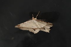 Chiasmia monticolaria