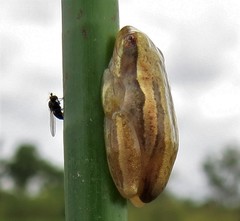 Afrixalus fornasini