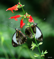 Pieriballia viardi