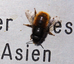 Osmia cornuta
