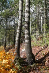 Pinus heldreichii