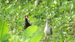 Jacana jacana hypomelaena
