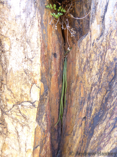 Bulbine pendens