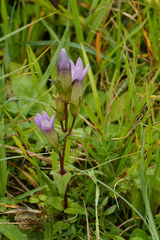 Gentianella germanica