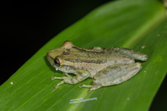 Scinax cuspidatus