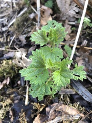 Urtica dioica