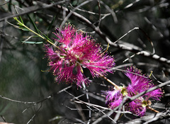 Melaleuca fulgens