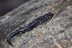 Plethodon sequoyah