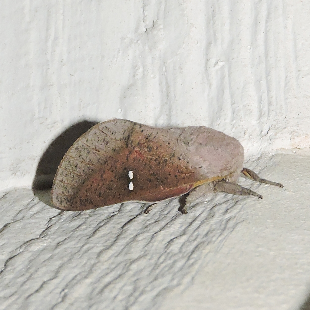 Locust Moth Honey Locust Moth from Red Chute, LA 71037, USA on April 06, 2021 at 06 ...