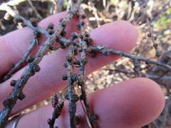Larix laricina image