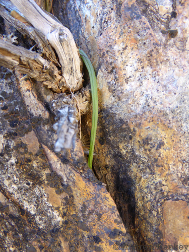 Bulbine pendens