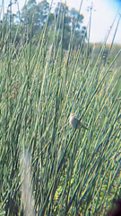 Spartonoica maluroides