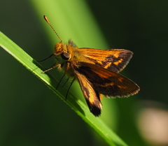 Taractrocera papyria agraulia