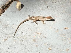 Anolis sagrei