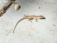 Anolis sagrei