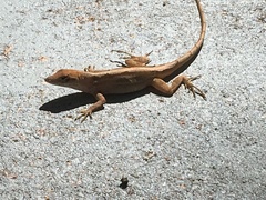 Anolis sagrei