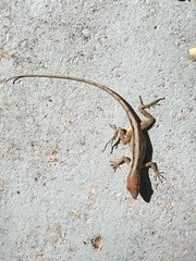 Anolis sagrei
