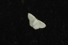 Comostola meritaria