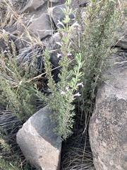 Clinopodium chilense