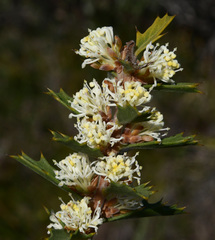 Hakea prostrata
