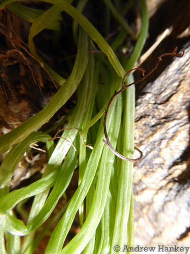 Bulbine pendens