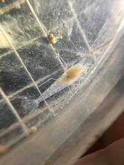 Typhlatya pearsei