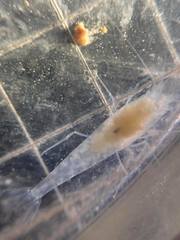 Typhlatya pearsei