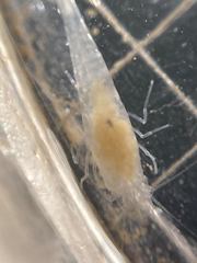 Typhlatya pearsei