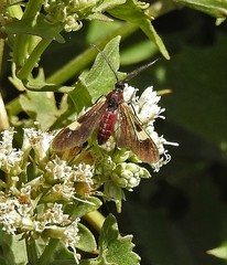 Rhynchopyga meisteri