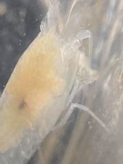 Typhlatya pearsei