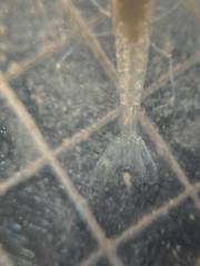 Typhlatya pearsei