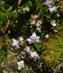 Boronia albiflora