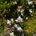 Boronia albiflora - Photo 由 Chris Clarke 所上傳的 (c) Chris Clarke，保留部份權利CC BY-NC
