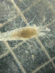 Typhlatya pearsei