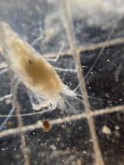 Typhlatya pearsei