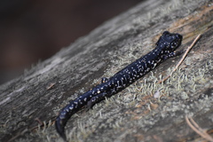Plethodon sequoyah