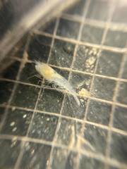 Typhlatya pearsei