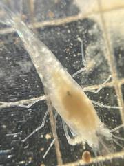Typhlatya pearsei