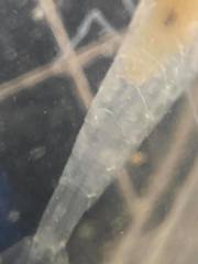 Typhlatya pearsei
