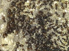 Forelius antarcticus