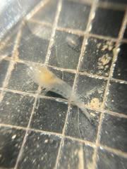 Typhlatya pearsei