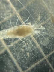 Typhlatya pearsei
