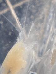 Typhlatya pearsei