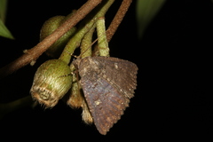 Hypersypnoides submarginata