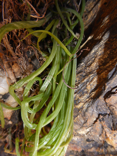 Bulbine pendens